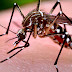 Как комарите смучат кръв? (видео)