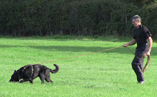 Dog tracking on lead and pulling handler behind