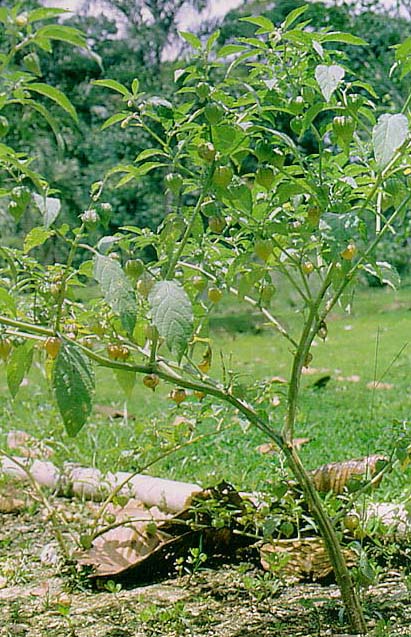 Bolsa Mullaca