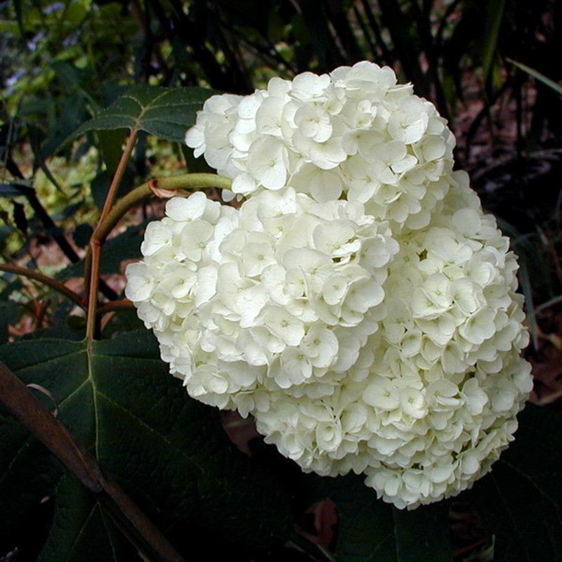 From The Garden Of Zen Gaku Ajisai Hydrangea Macrophylla