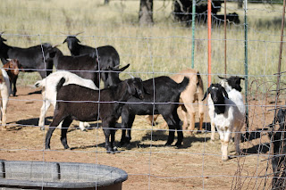 Gabby's Home on the Range: Goat Ropin'