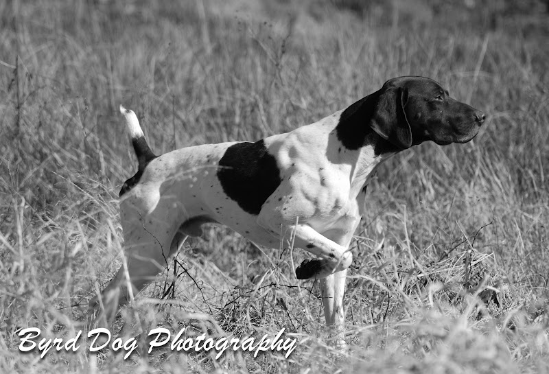 Adventures of a GSP Hunting Dog A Day at the Eastern GSPC Field Trial