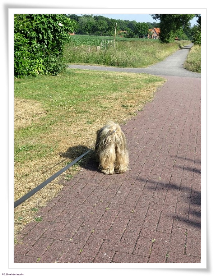 [Hundeblog] Einfach Socke Ich war ihr wohl zu langweilig…