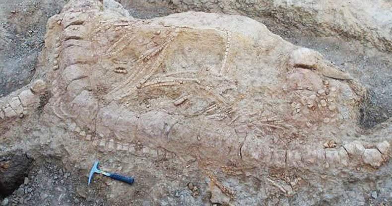 First Jurassic Ichthyosaur Fossil Found in India