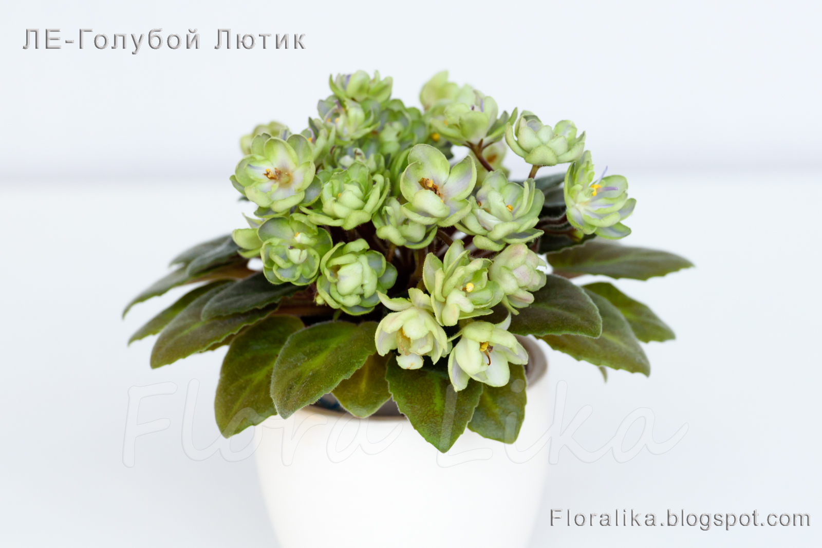 Фиалка Ле голубой Лютик