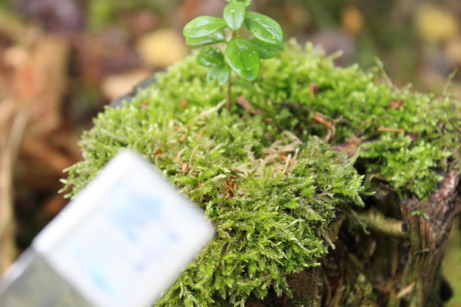 Marian kasvio 2 Seinäsammal