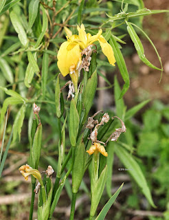 Iris pseudacorus, yellow flag iris