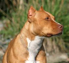 AMERICAN PITBULL TERRIER: AMERICAN PITBULL TERRIER-DOG BREED