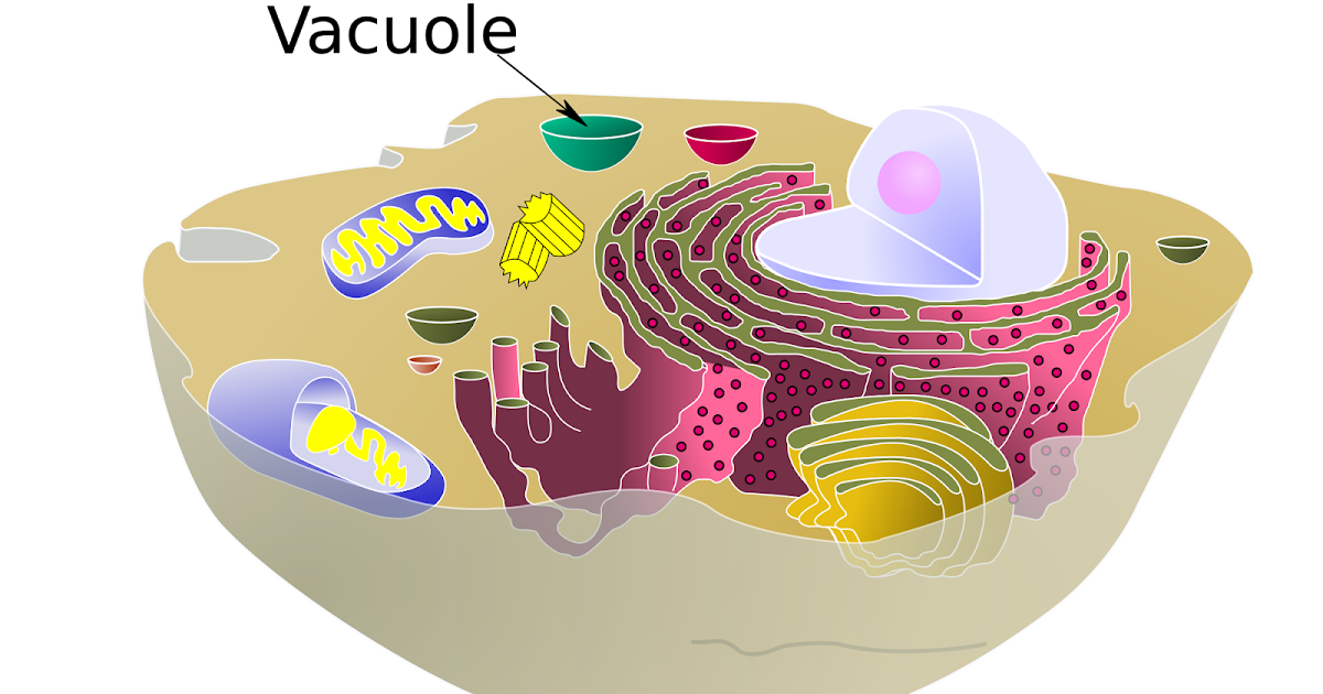 Vacuole Definition And Function Learn Biology