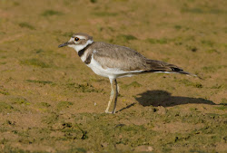 killdeer birding gordon adventures