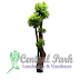 TANAMAN BONSAI
