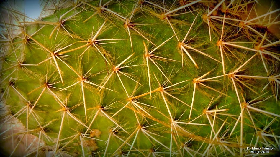 Meu Cantinho Verde: PALMA-BRANCA - ( Opuntia pailana )