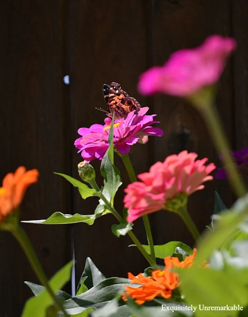 Butterfly On Zinnia