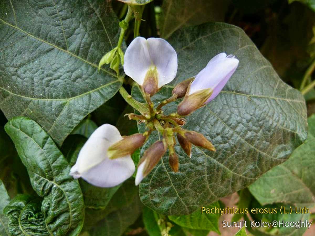 Medicinal Plants: Pachyrhizus erosus, Jicama, Sankalu