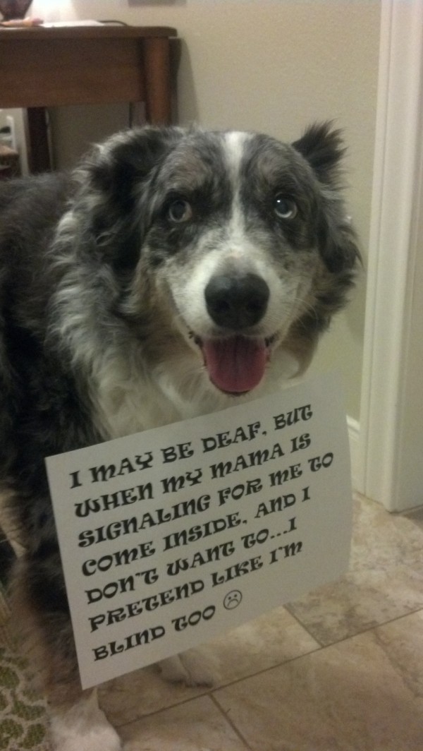 Funny Dog Sayings