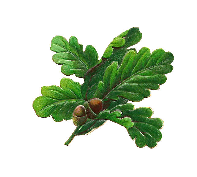 oak leaves clip art free - photo #50