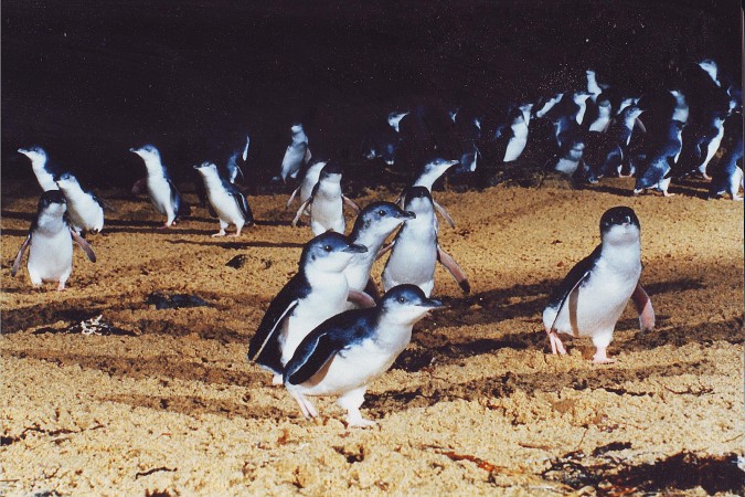 The Natural World: Penguin Party: The Korora and the Magellanic