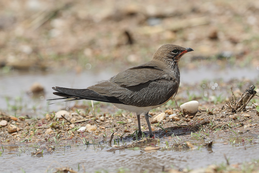 Collared Pratincole and other interesting birds Black winged Pratincole1