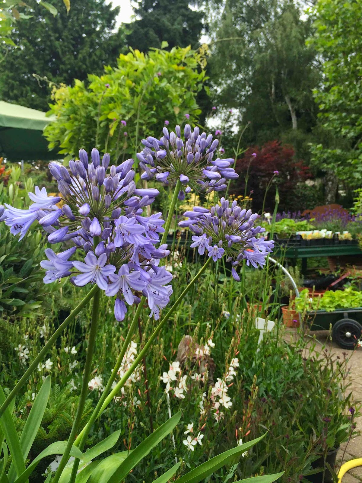 Store Check Pflanzenhof Rademacher In Birlinghofen Citylights Bonn