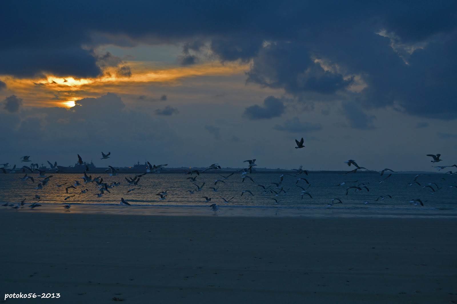 Playa del Chorrillo gaviotas volando sobre la orilla Rota