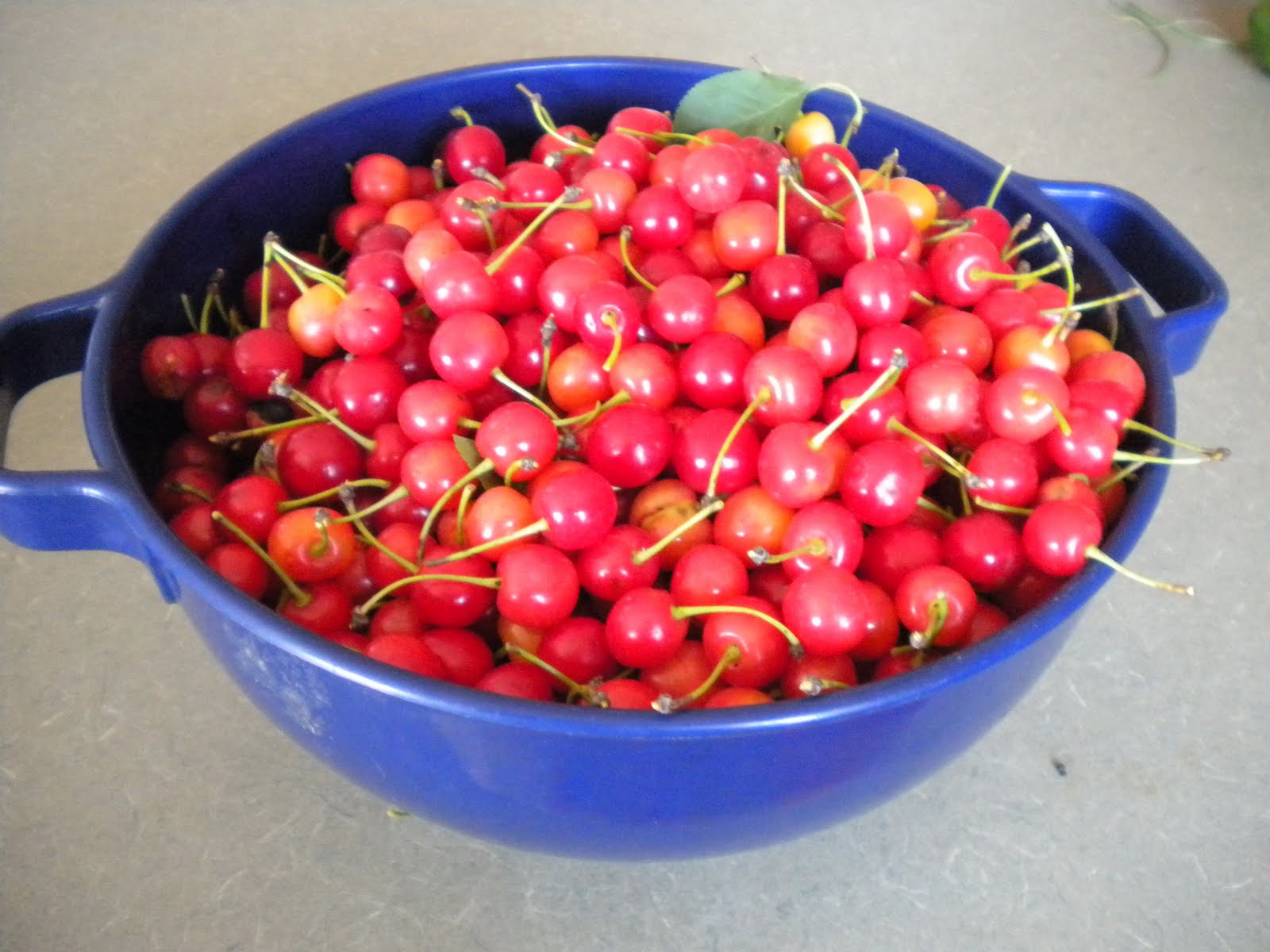 to My Random Garden Harvesting Cherries and making a Pie!