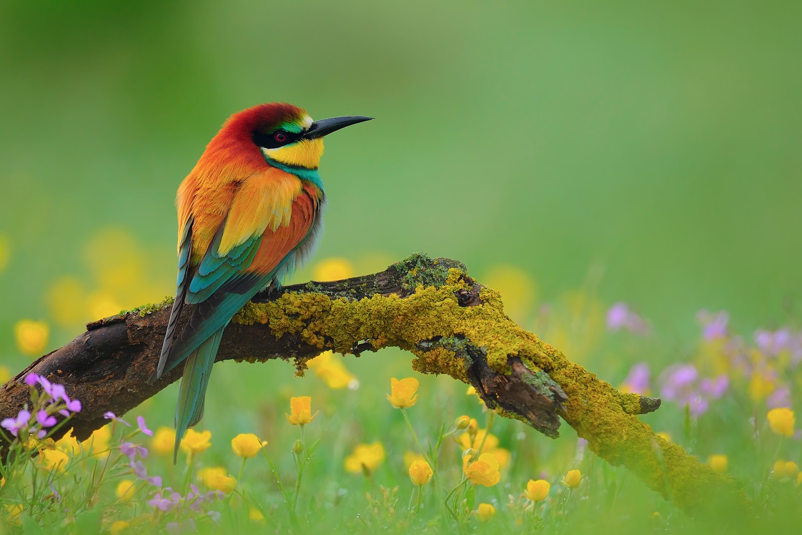 Fond ecran gratuit printemps animaux  Fonds d'écran HD