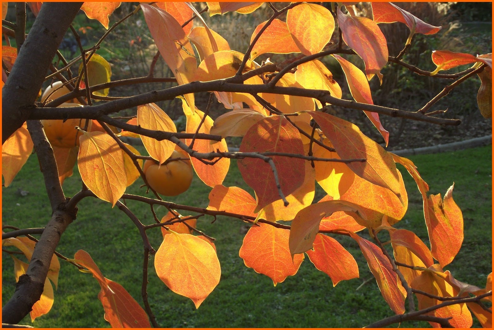 pigeonnieresplendy2 Le plaqueminier