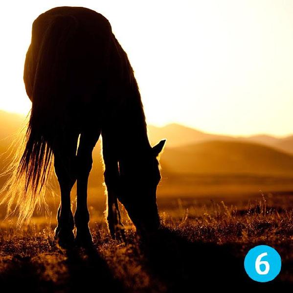 Test: ¿Cuál caballo es el  que más te gusta? El que selecciones te dirá tu fortuna