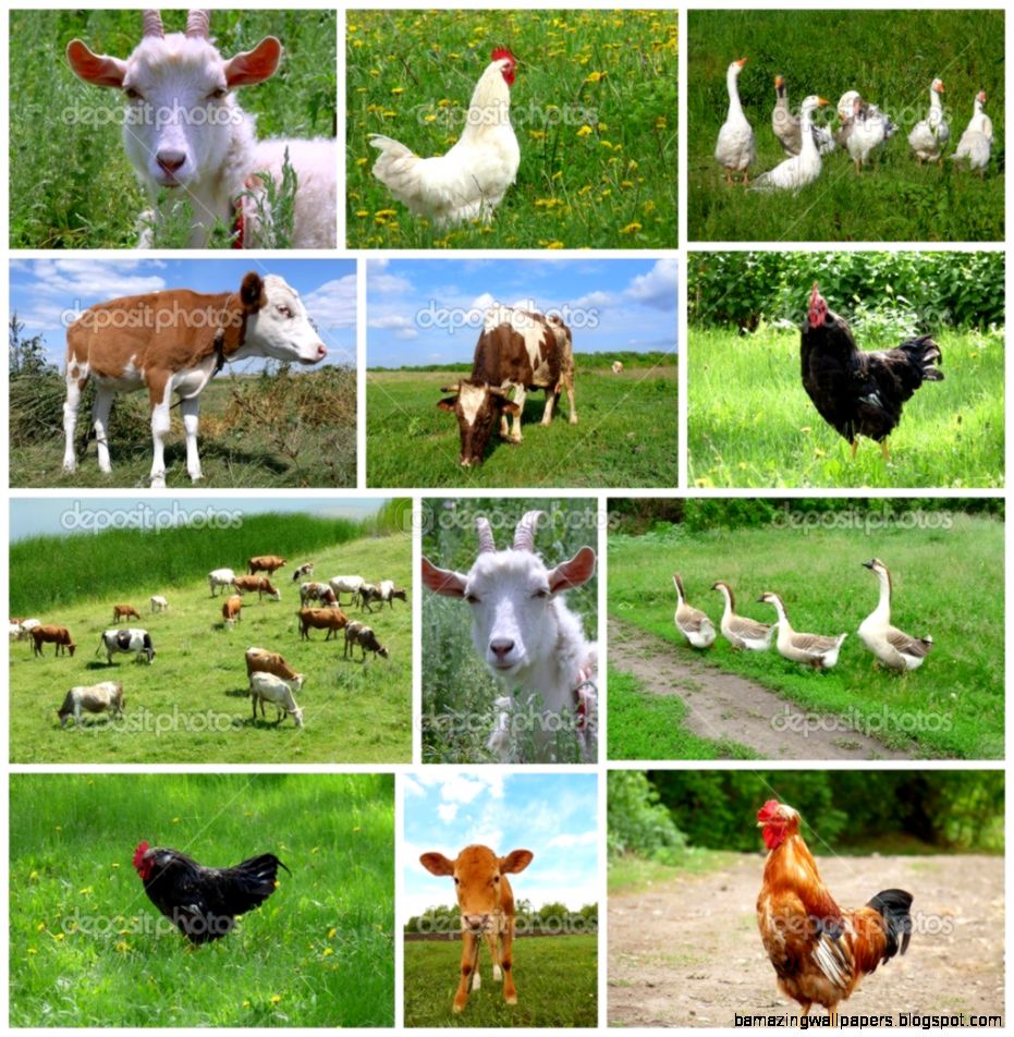 farm-animals-collage-amazing-wallpapers