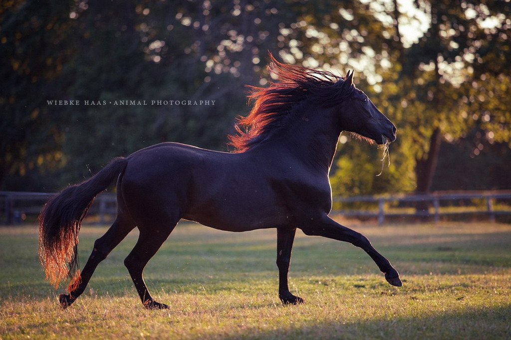 Рыже черная лошадь. Лошади. Лошадь бежит. Черный конь. Фризская лошадь.