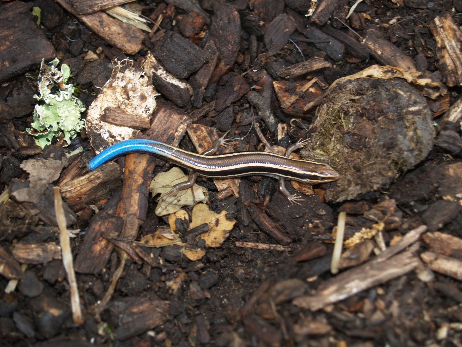 Our Roadside Attraction Blue Tailed Skink