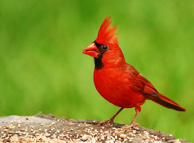 Red Cardinal Bird