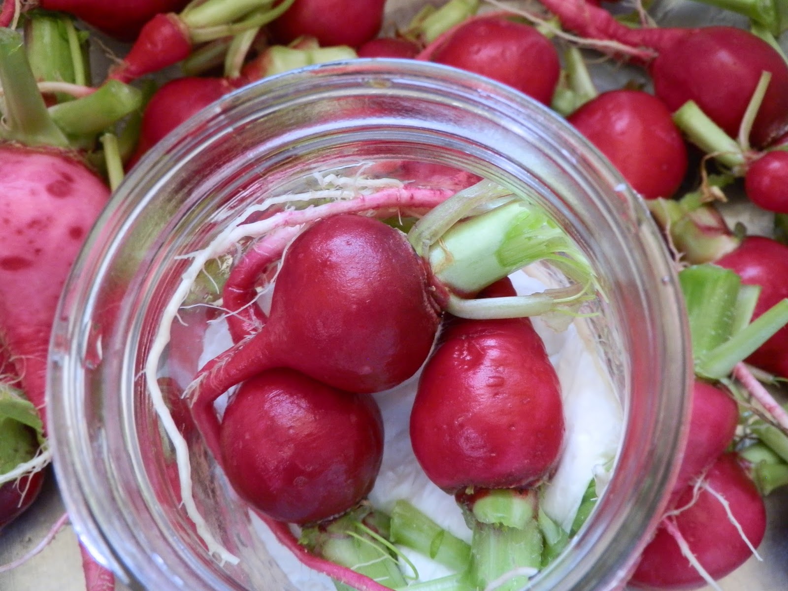 Our Bit of Dirt Harvesting & Storing Radishes