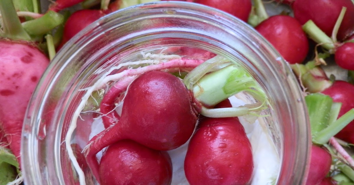 Our Bit of Dirt Harvesting & Storing Radishes