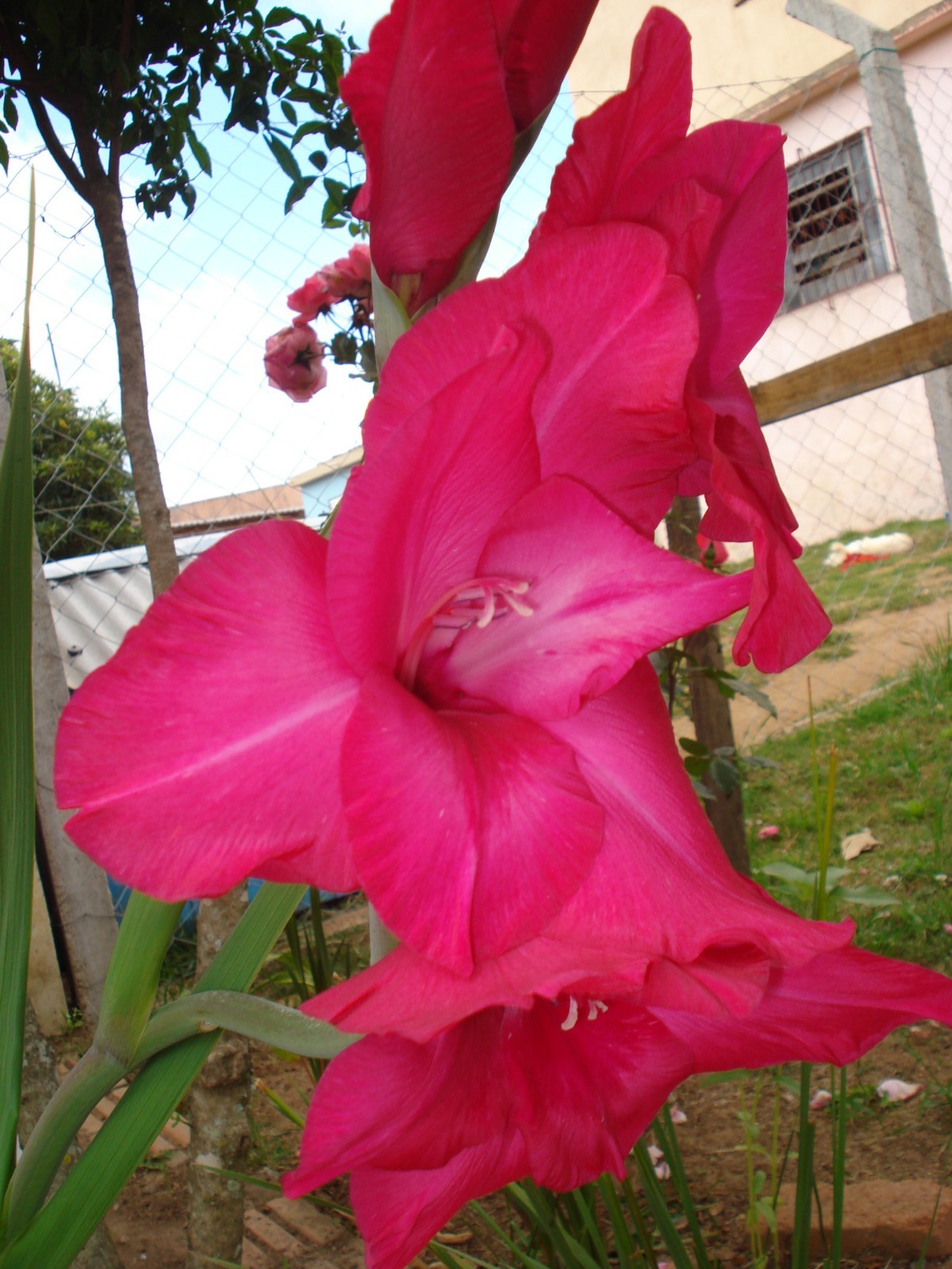 Canguçu em cores II PALMADESANTARITA EM CORES Gladiolus hybridus Imagens Canguçu