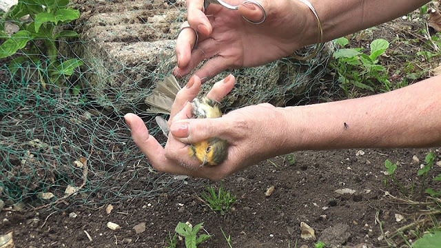 Robin rescued from green netting using small sewing scissors