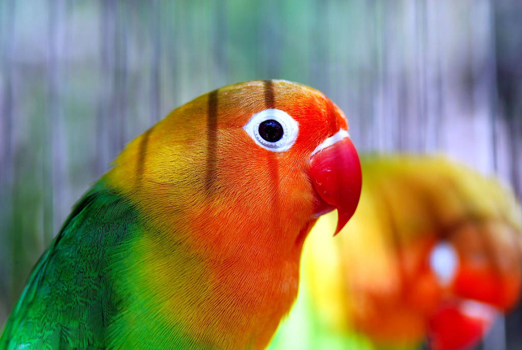 JAWABAN KISI KISI K3LH Perpustakaan Pribadi