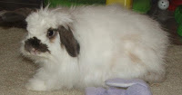 american fuzzy lop are almost as cute as cats https://commons.wikimedia.org/wiki/File:Rabbit_american_fuzzy_lop_buck_white.jpg