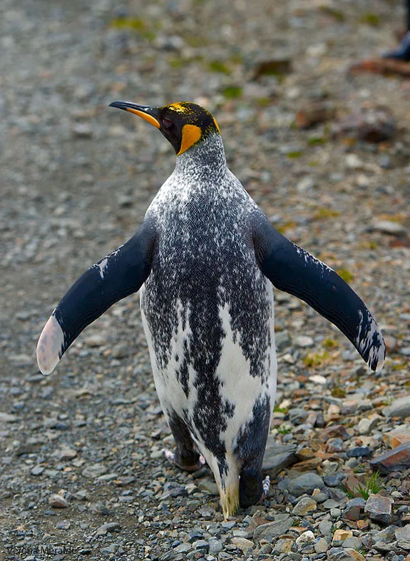 Pingüino con vitiligo