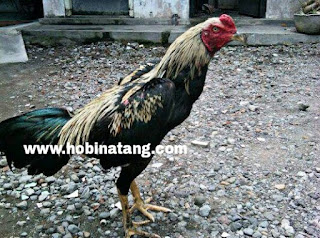 Jenis Ayam Bangkok Wido atau Jalak