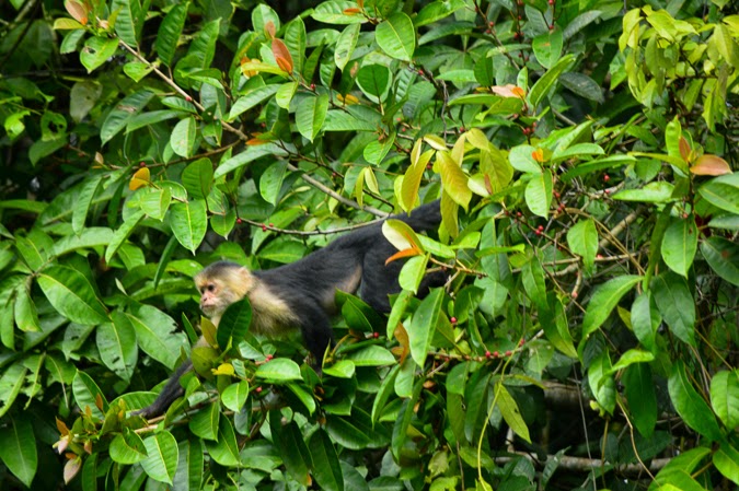 Capuchin monkey of Costa Rica