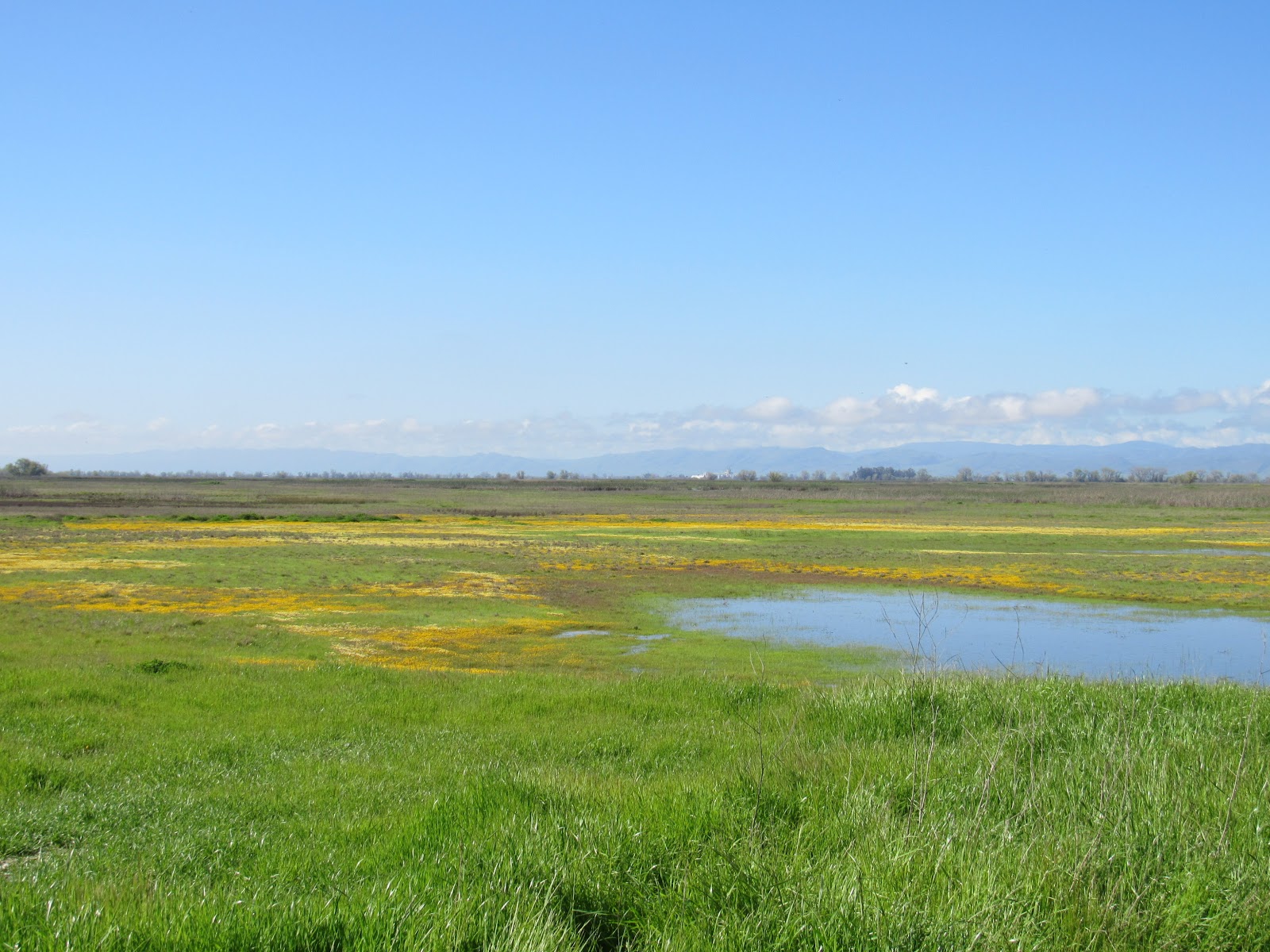 Wings and Daydreams: Logan Creek Trail ☼ Sacramento National Wildlife
