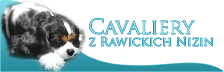 Hodowla Cavaliery z Rawickich Nizin