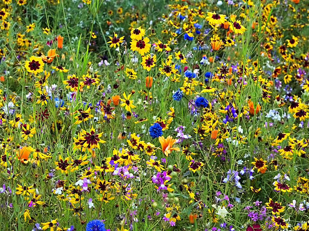 Milton Country Park Through the Year: Flower Meadow
