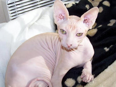 gato-sphynx-esfinge-raza-caracteristicas