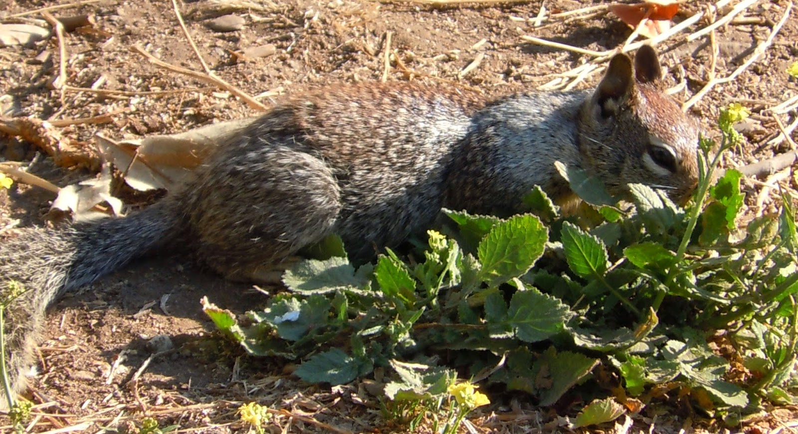 Got squirrels? You can get rid of them, if you're OK with rodenticide