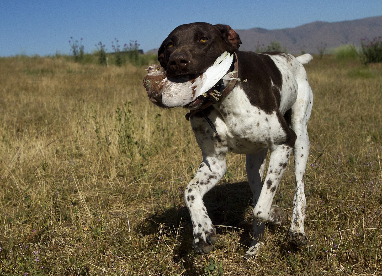 SW Bird dog training