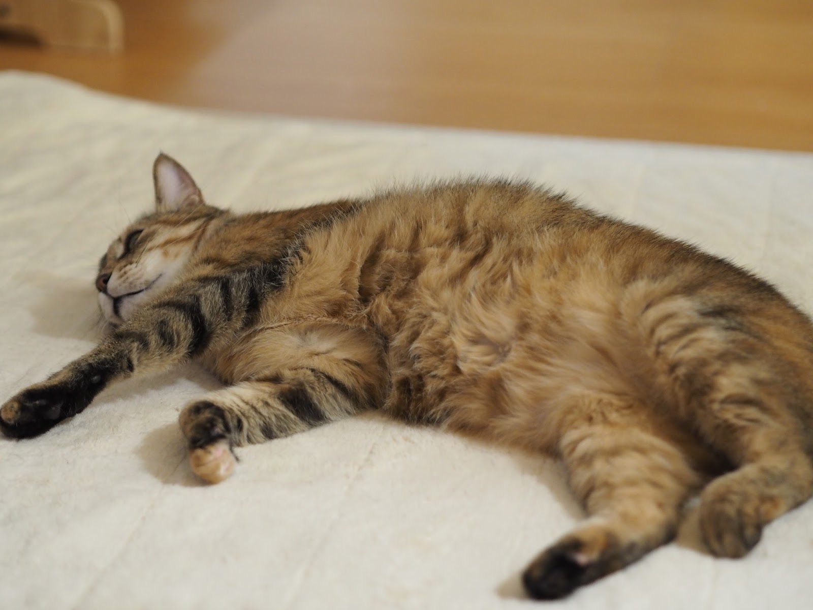 ねこの木の芽 抜け毛の季節