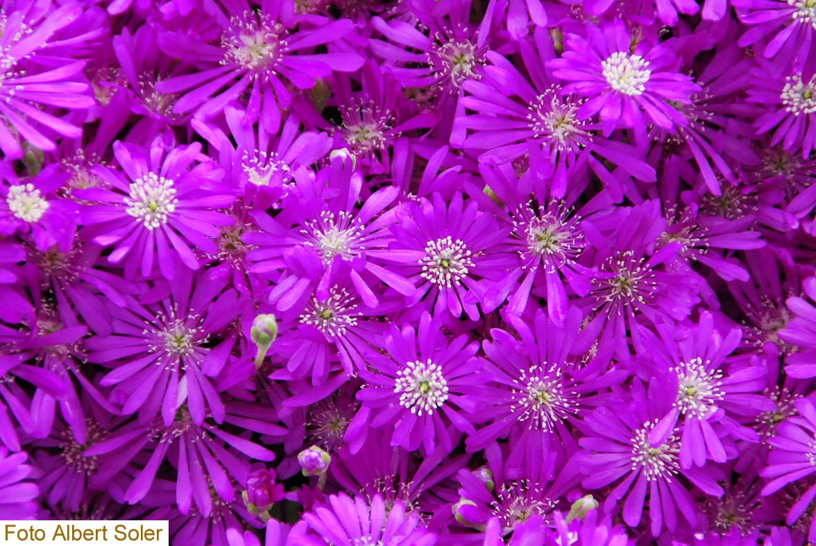Fotos de flores: DRSANTHEMUM FLORIBUNDUM