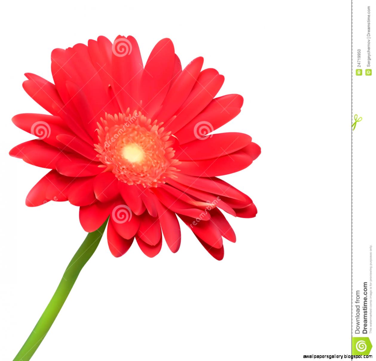 Red Flower White Background Wallpapers Gallery